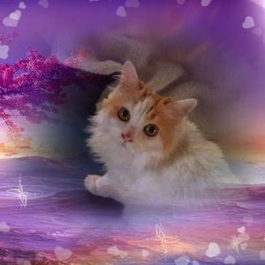 Meet your Posher, Judy